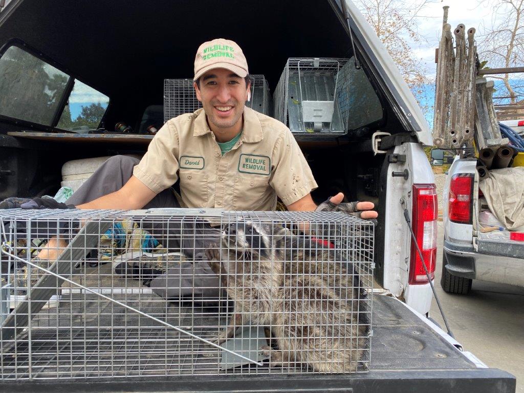 Elizabeth raccoon trapping